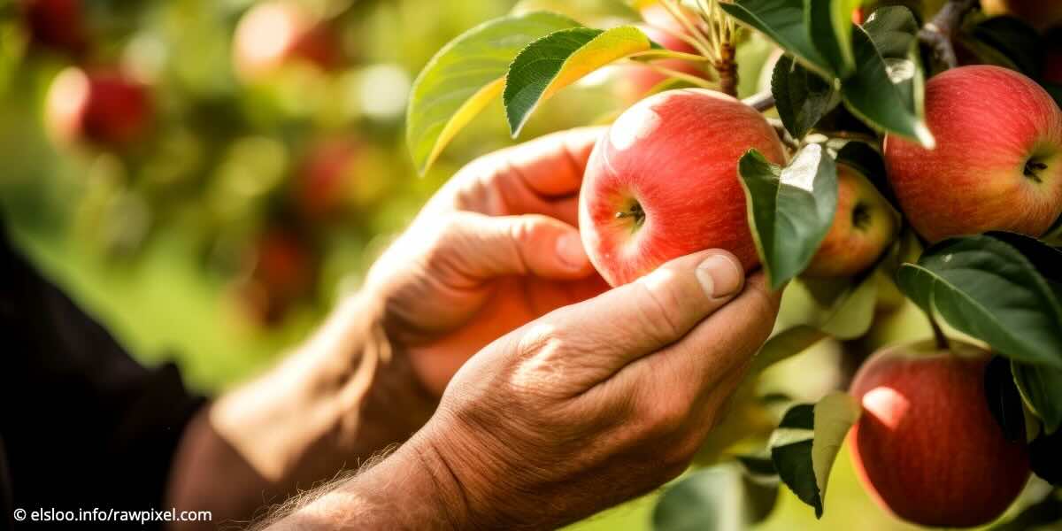 Gratis fruitbomen in Stein