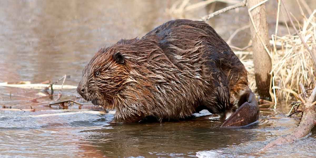 bever