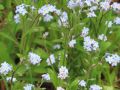NL2 0802a IMG 4720