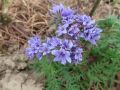 NL2 0825a IMG 4731