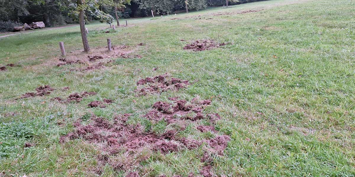 Kasteelpark wilde zwijnen Guus Peters