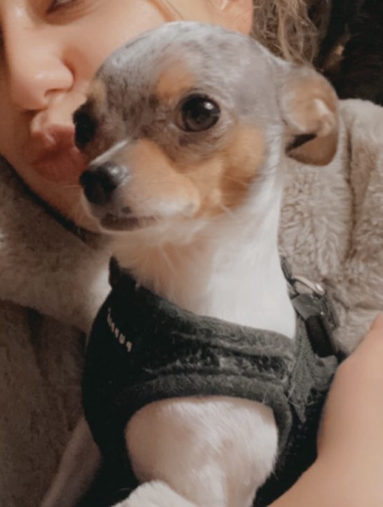 Hondje Simba