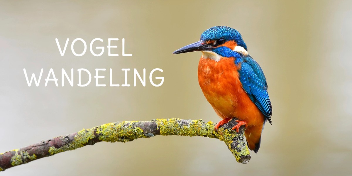 rawpixel vogelwandeling design 01jm0gxgrs 1739524071