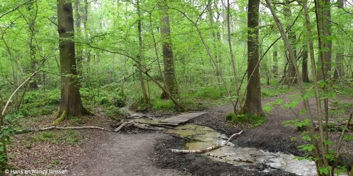 Hoge Bos Elsloo