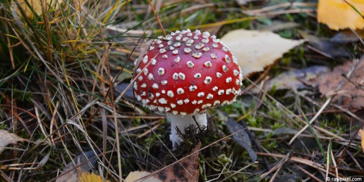 herfst paddenstoel vliegenzwam