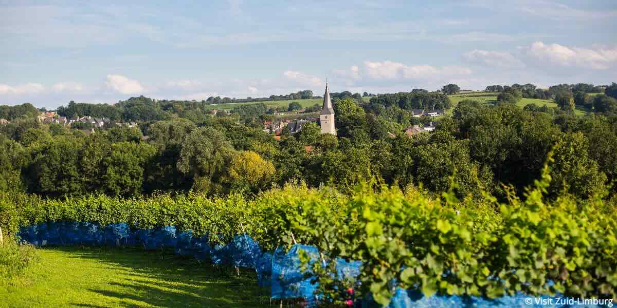 Bezoek wijngaarden Zuid-Limburg