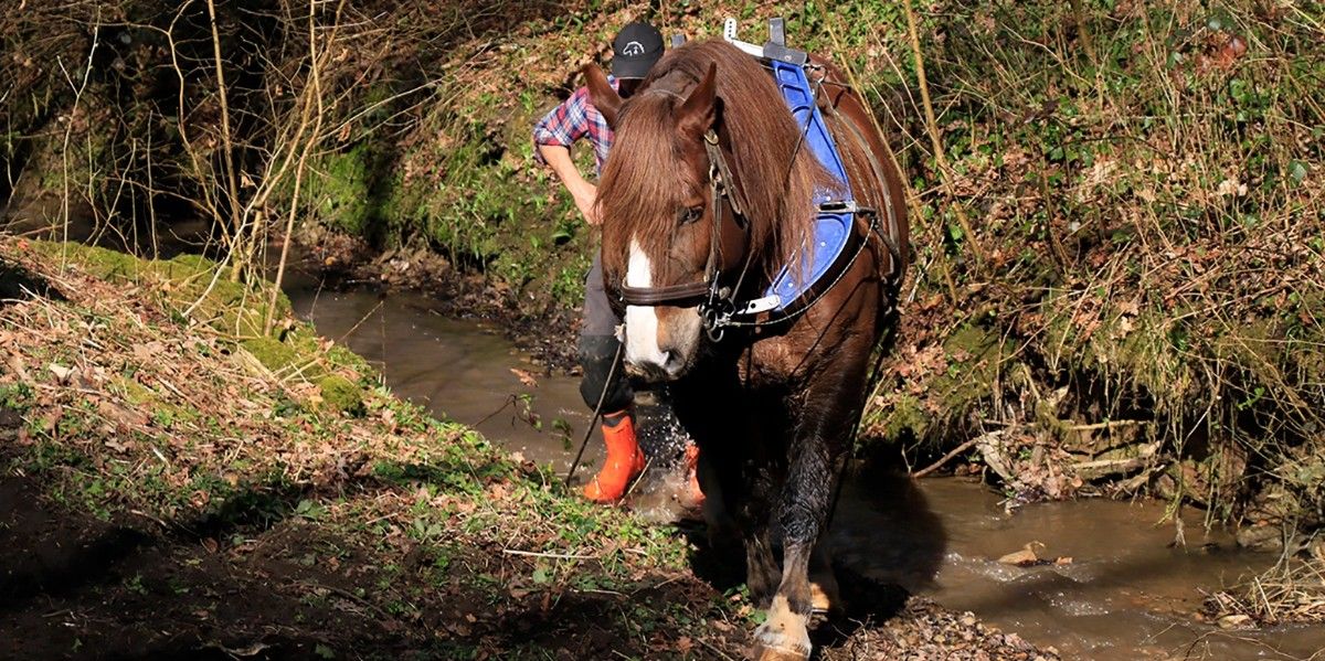 Paarden aan het werk in Hemelbeek