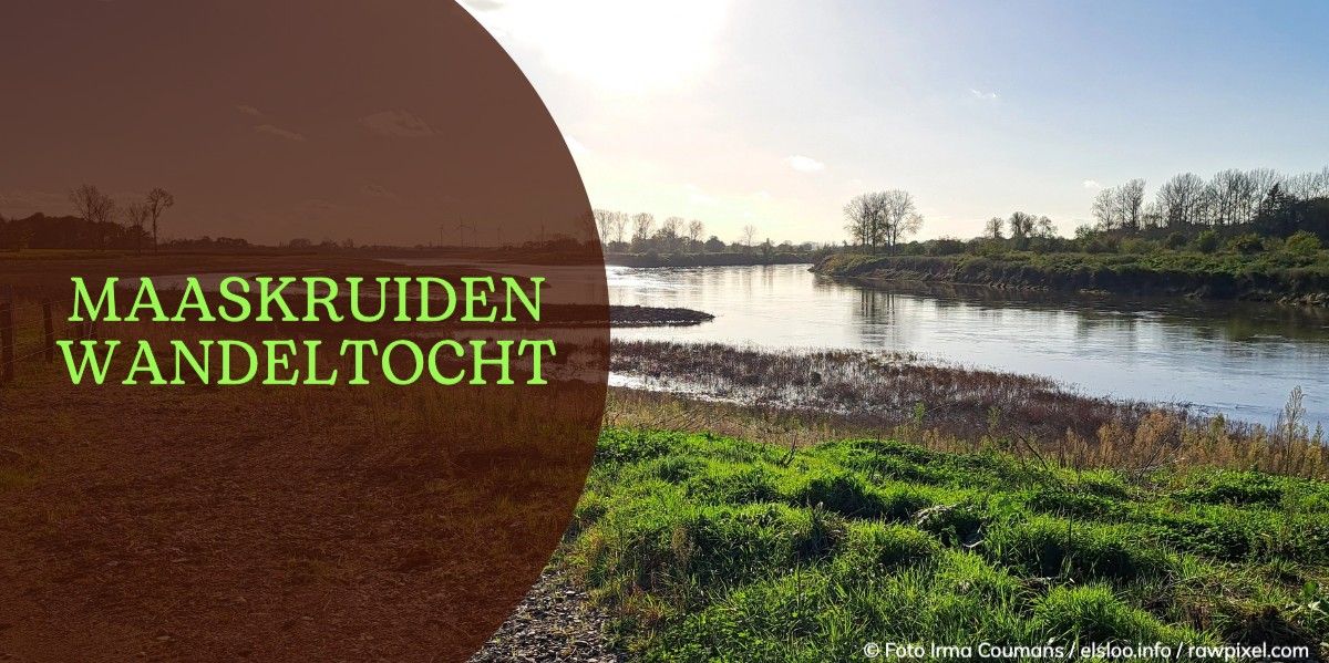 Maaskruiden wandeling