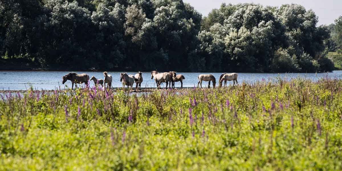 Koniks paarden in RivierPark Maasvallei