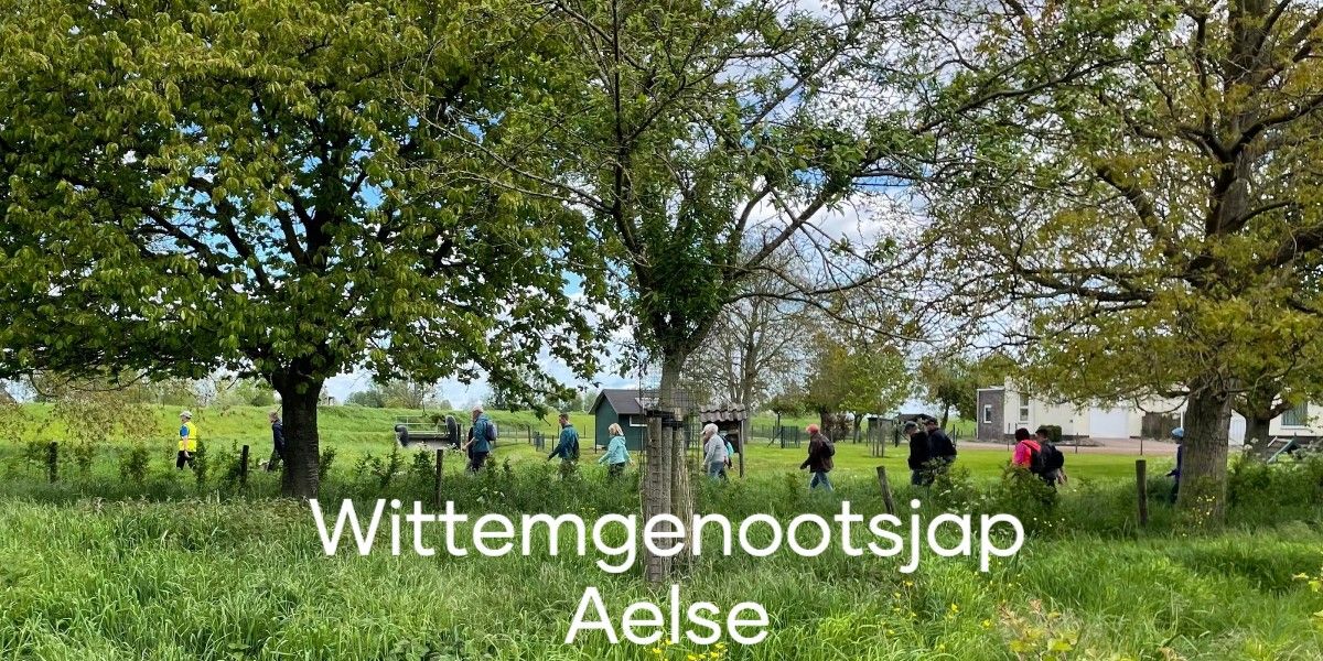 Wittemgenootsjap Aelse