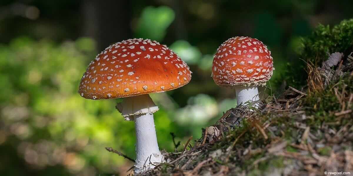 Herfstwandeling Stammenderbos 26 okt.